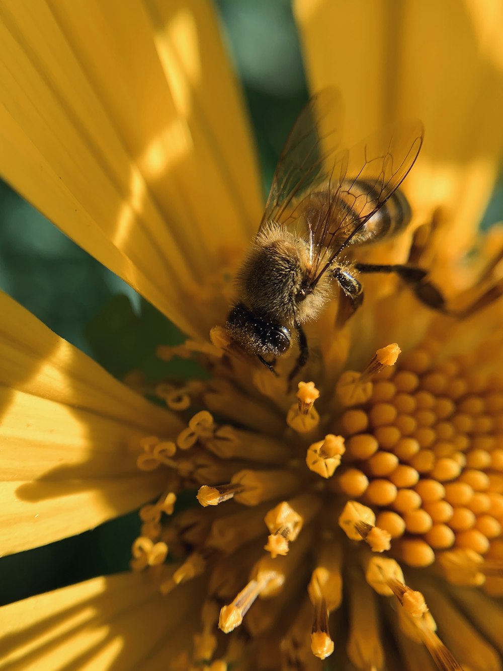 black and yellow bee on yellow flower