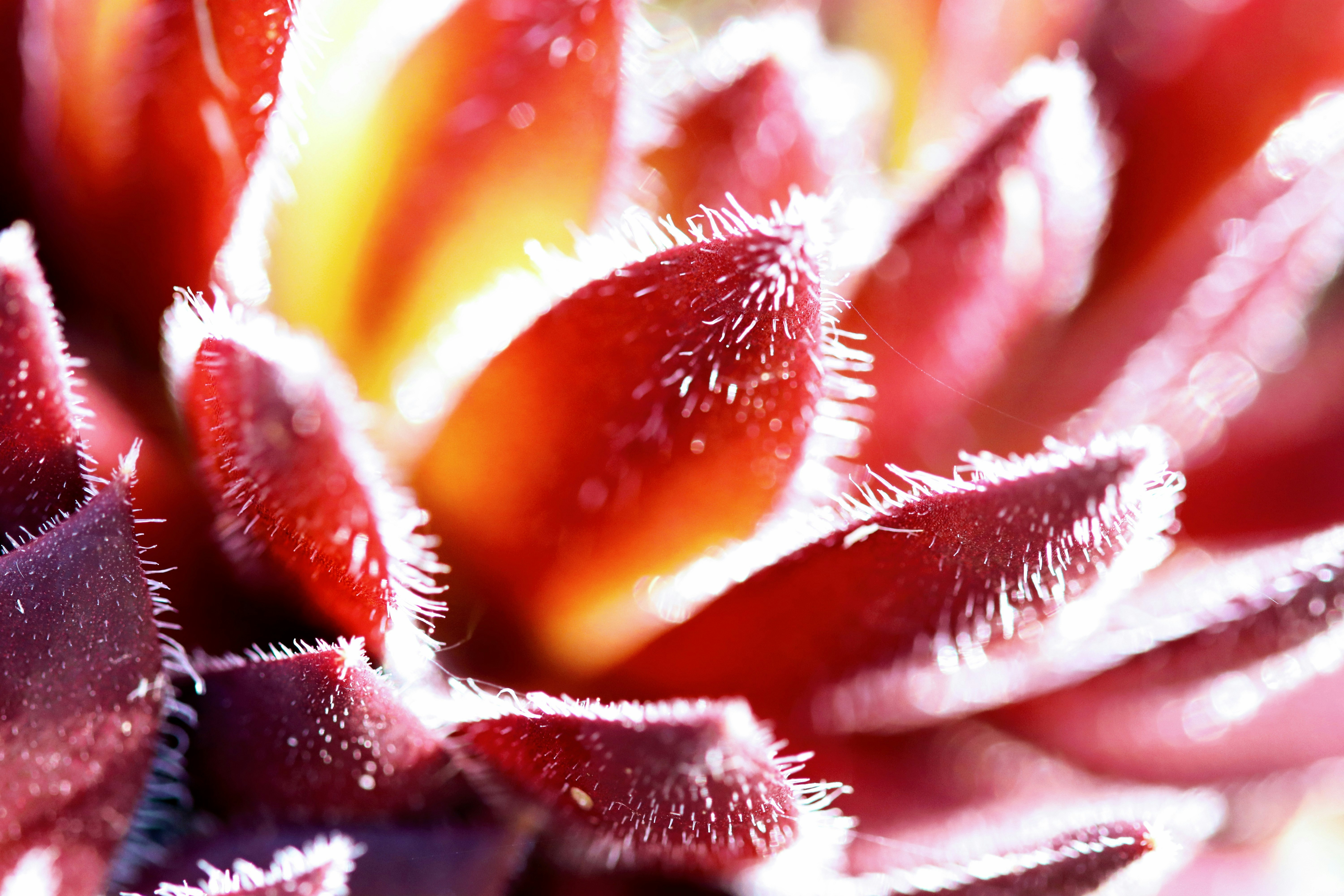 Rhubarb Lime