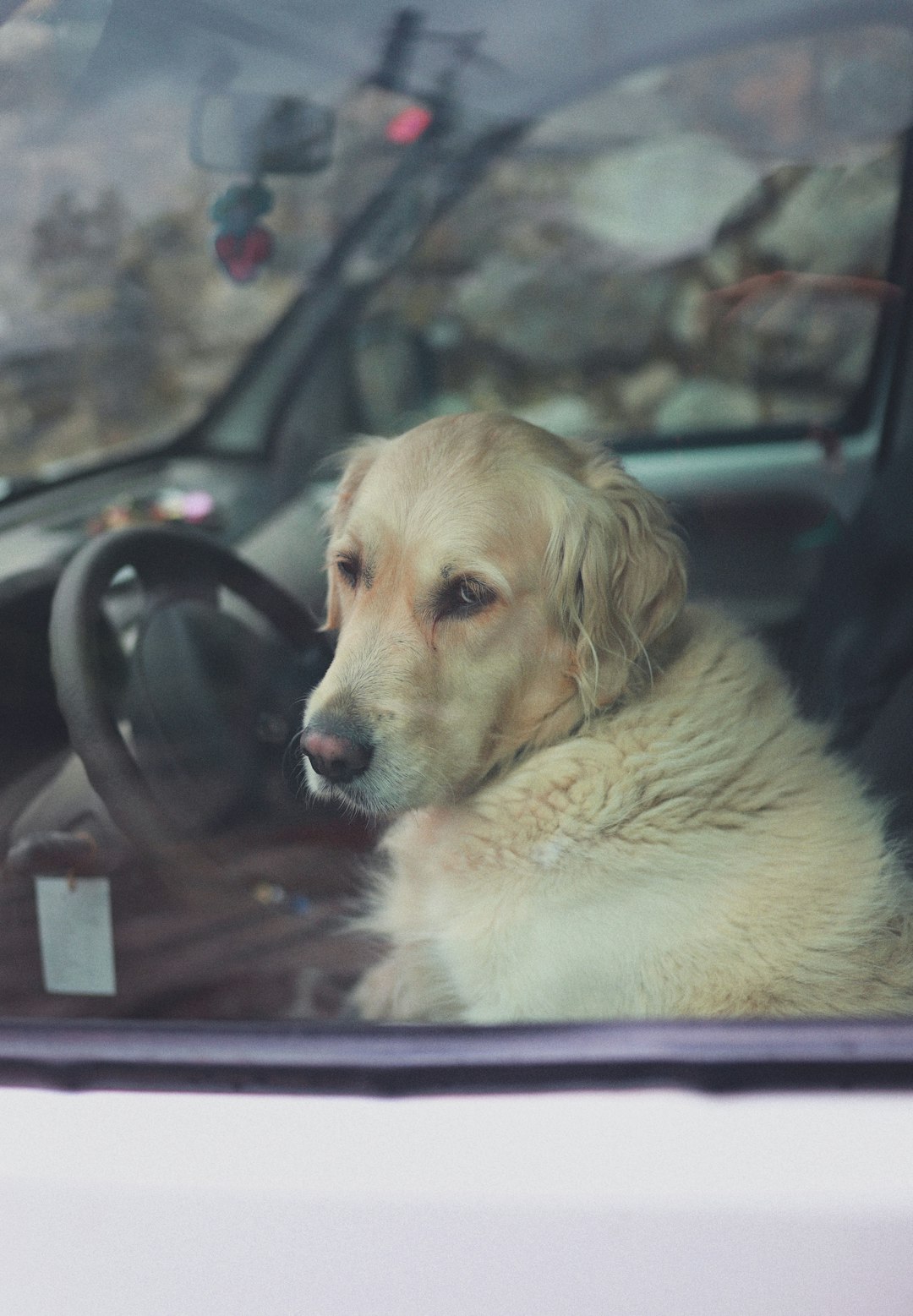 golden retriever sitting on car seat