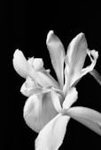 white flower in black background