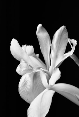 white flower in black background