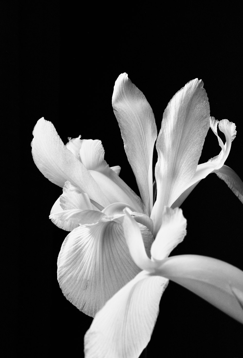 white flower in black background