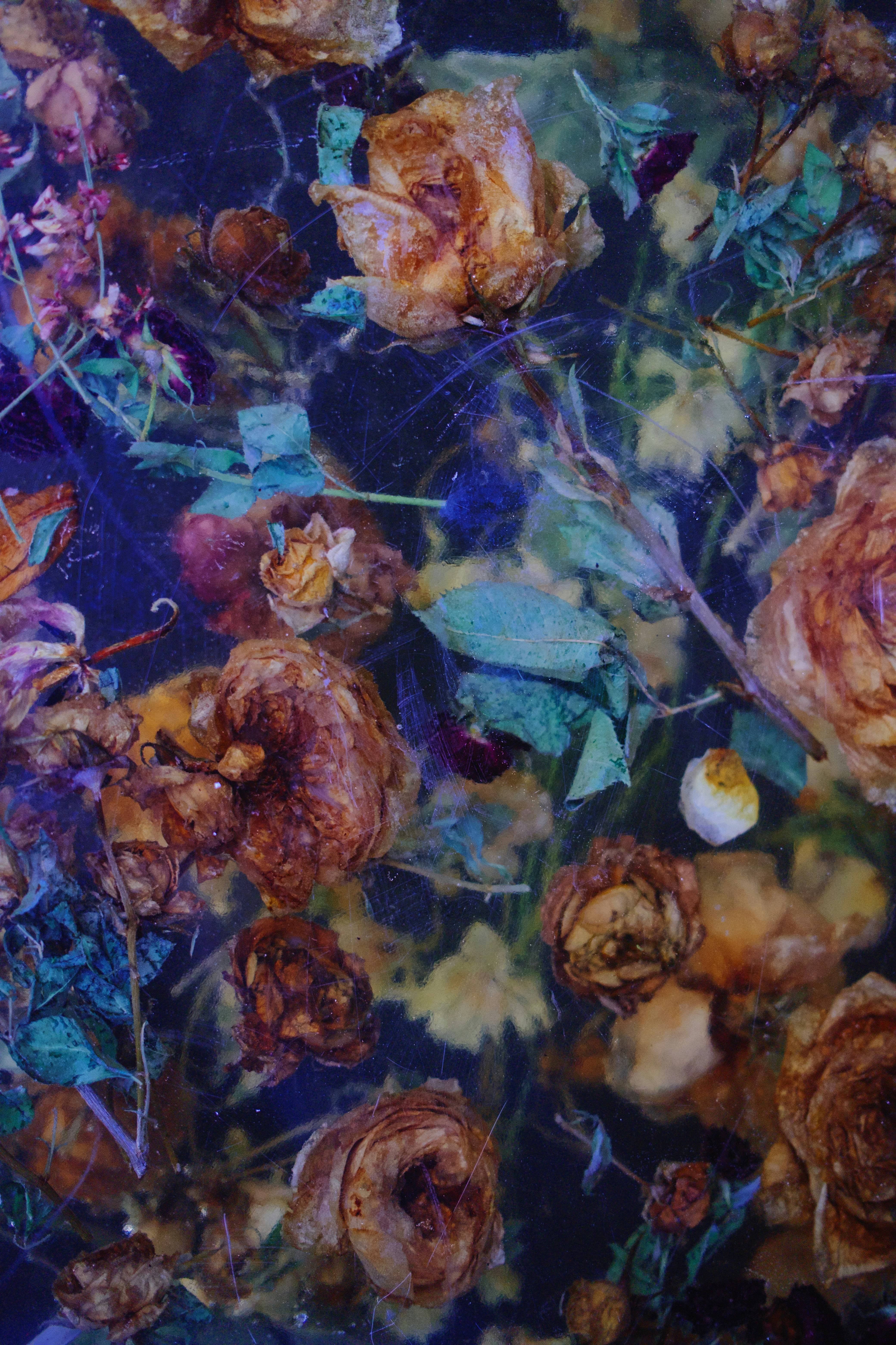 green and brown fish in fish tank