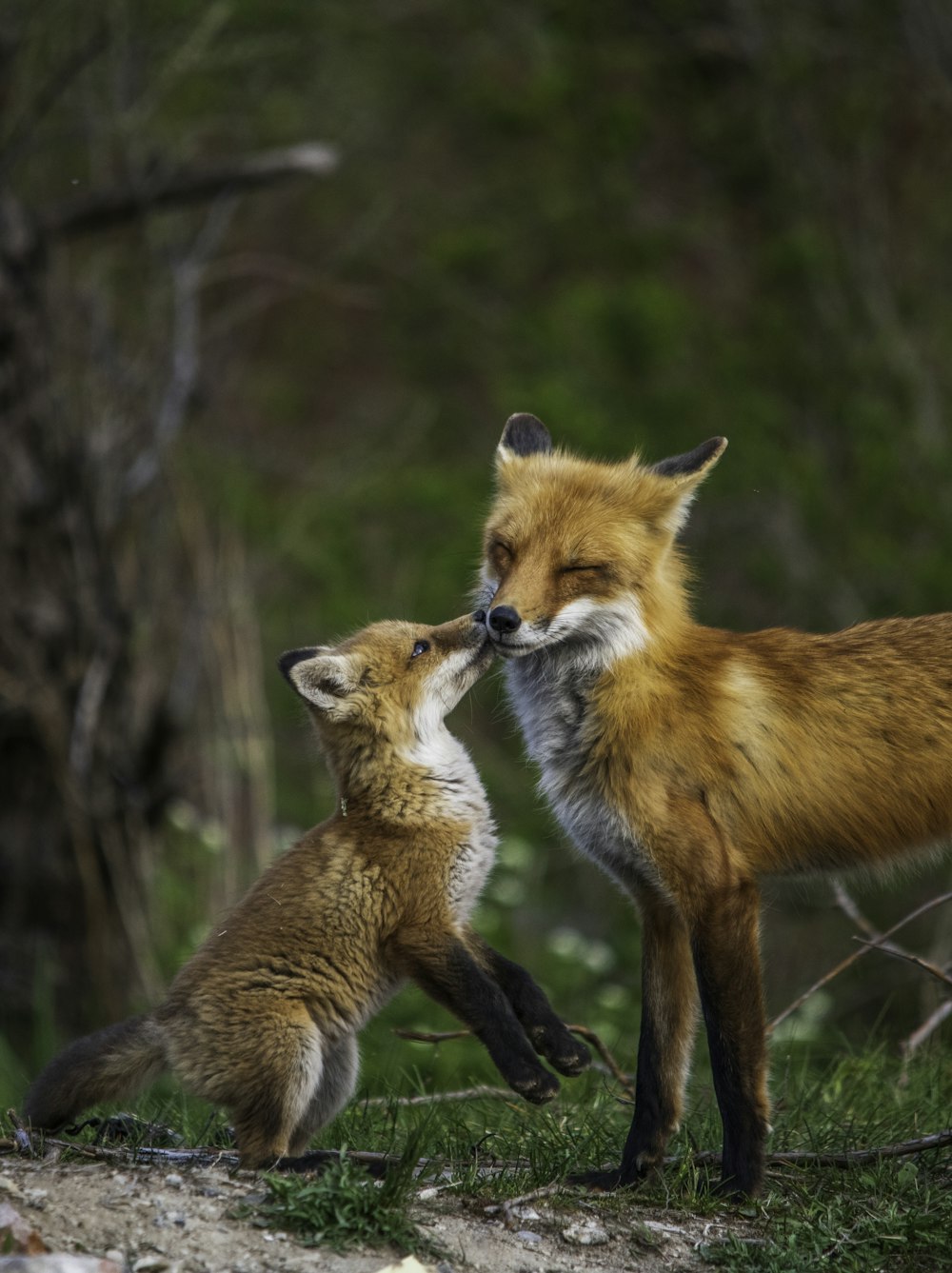 brown fox in tilt shift lens