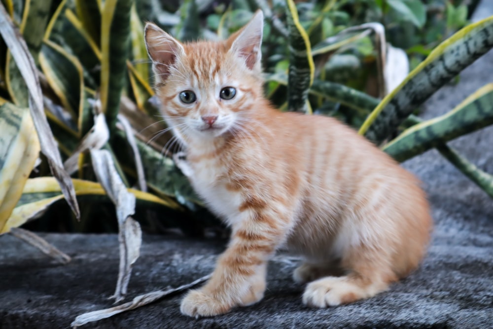 orange tabby kitten on black rock
