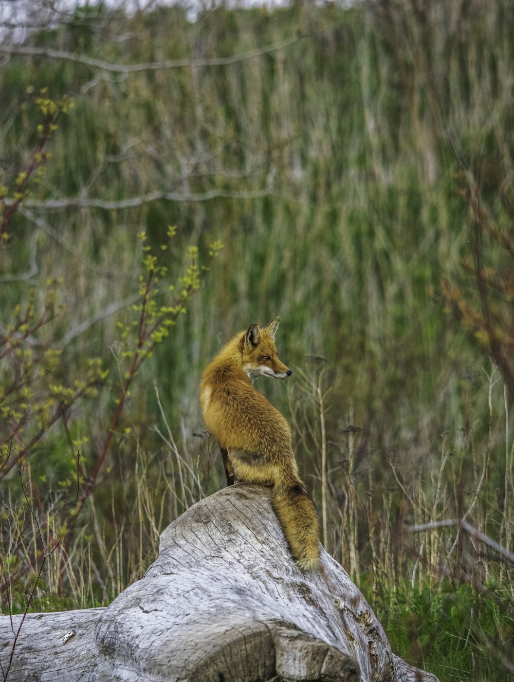 brown fox on gray rock