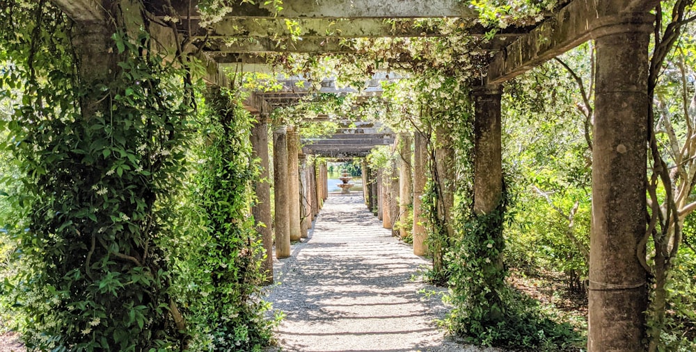 gray concrete pathway between green plants