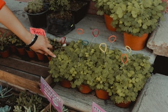 A variety of small potted plants arranged on display, one of which is being pointed at by a hand wearing a bracelet. Some of the plants have colorful wire loop labels sticking out, and one of the labels reads 'Rosa'. The scene includes different types of succulents and foliage plants, with a nature-themed setting and an organized, market-like presentation.