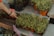 A variety of small potted plants arranged on display, one of which is being pointed at by a hand wearing a bracelet. Some of the plants have colorful wire loop labels sticking out, and one of the labels reads 'Rosa'. The scene includes different types of succulents and foliage plants, with a nature-themed setting and an organized, market-like presentation.