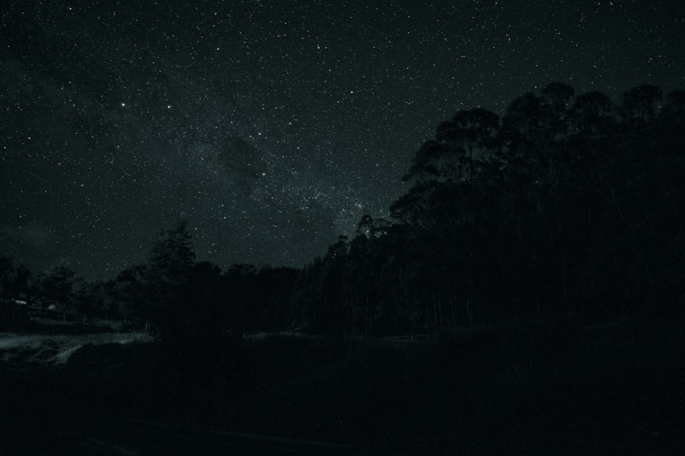 silhouette of trees under starry night