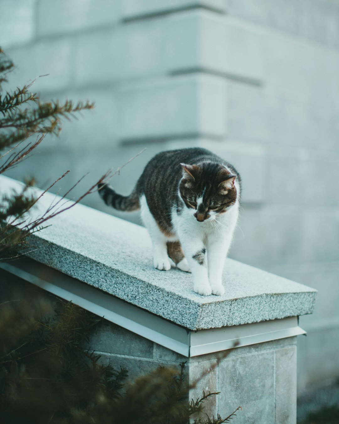 white and black cat on white concrete fence