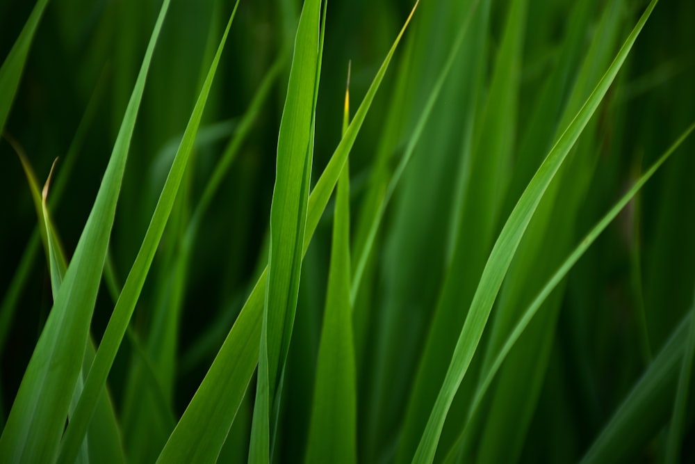 green grass in close up photography