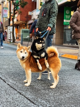 Two dogs are in a lively urban street setting, with one dog sitting on the back of the other. Both are on leashes held by a person wearing a camo jacket. The background includes buildings and people walking by.