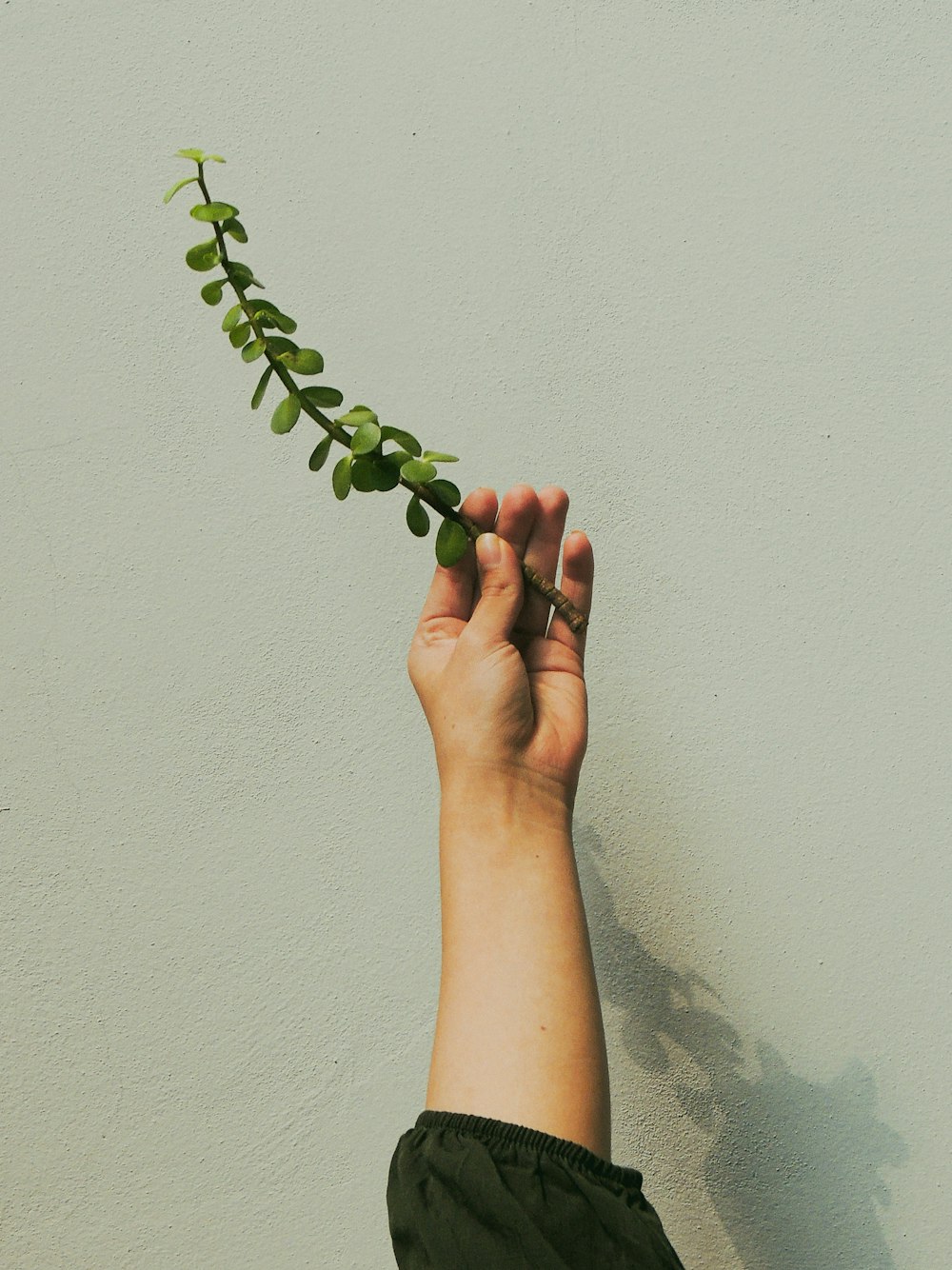 person holding green plant near white wall