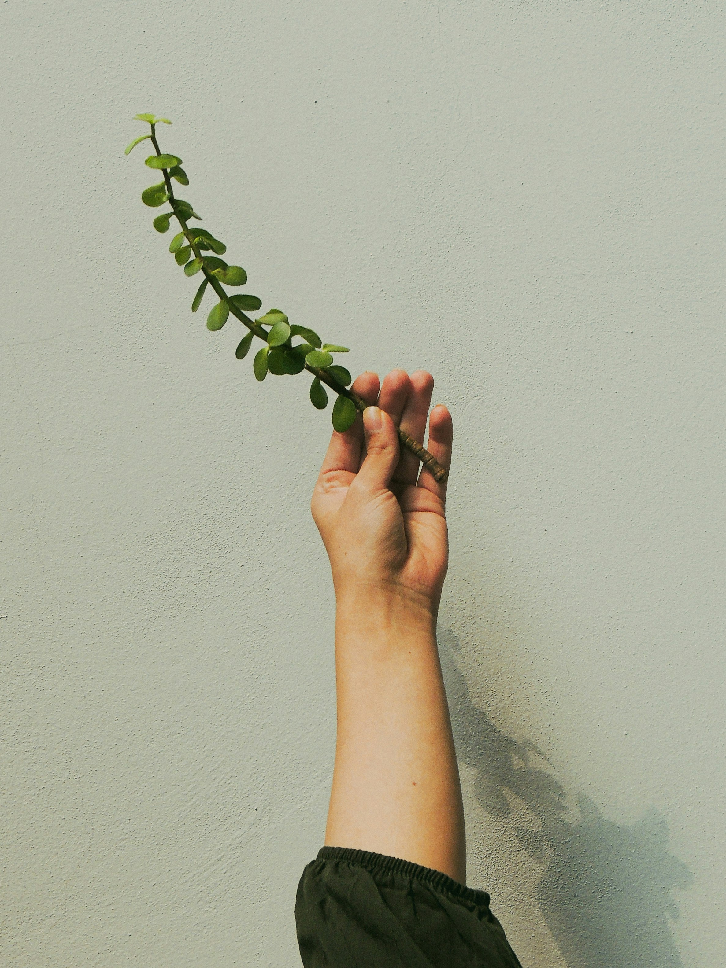 person holding green plant near white wall