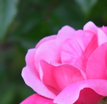 pink flower in macro shot