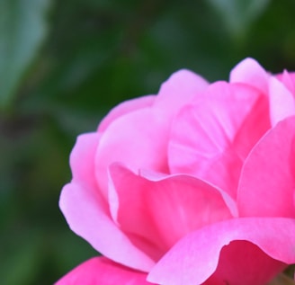 pink flower in macro shot