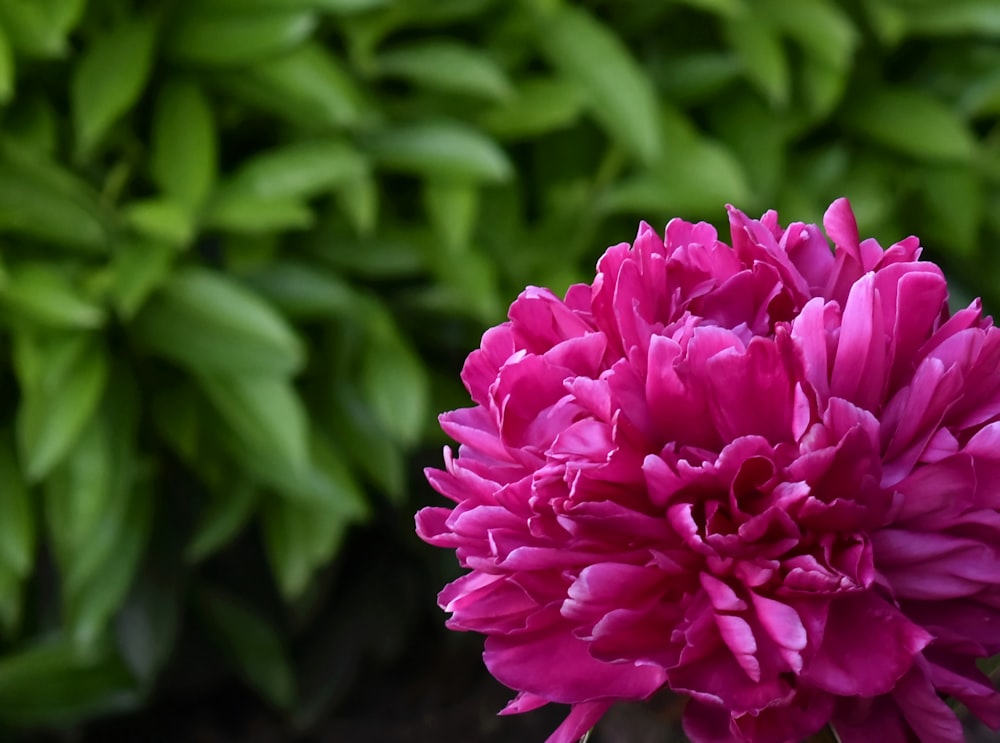 pink flower in tilt shift lens