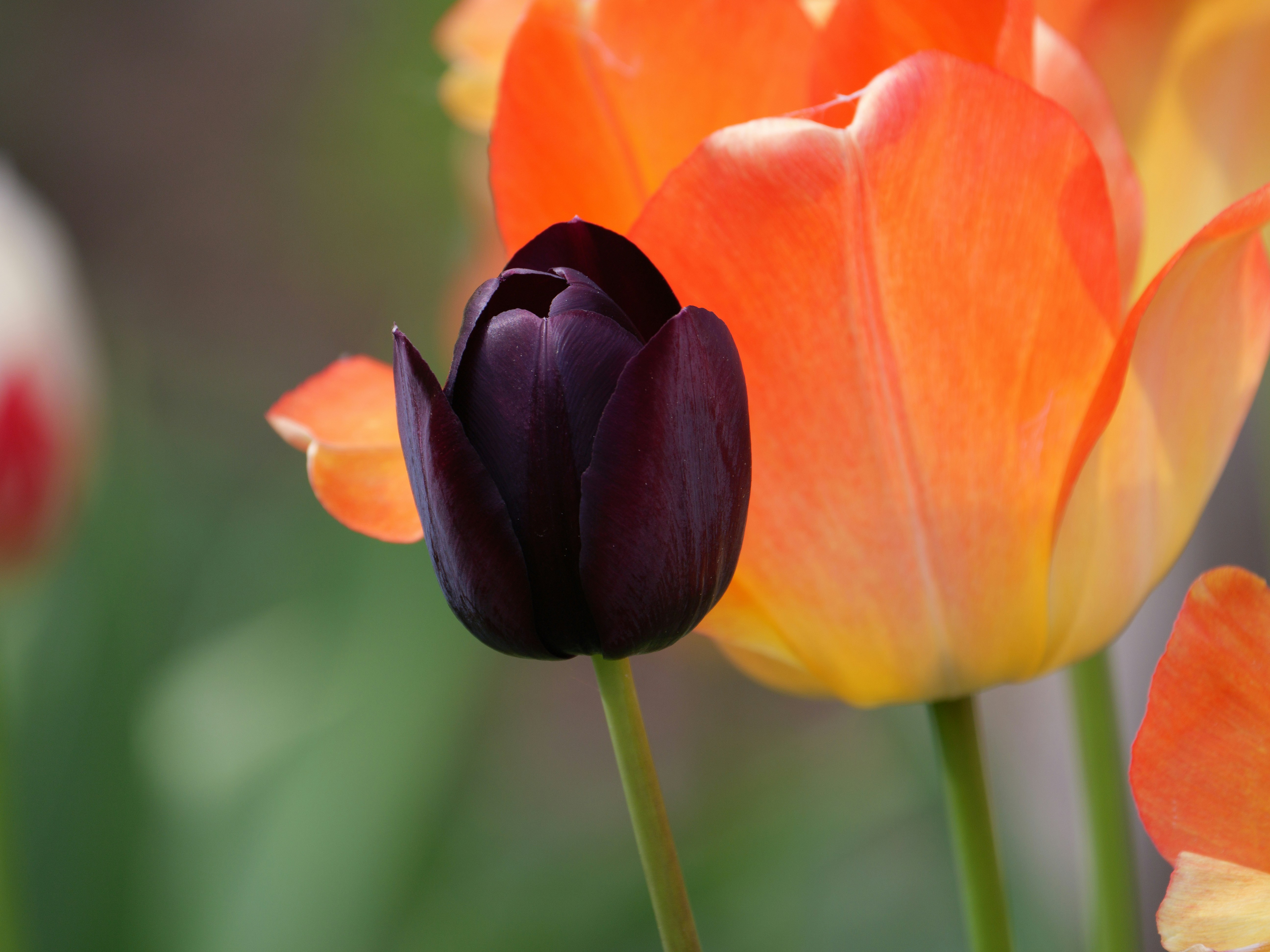red and black flower in bloom during daytime