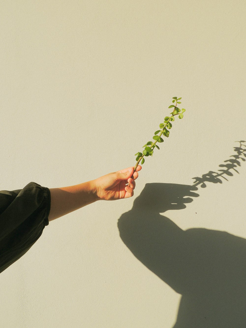 흰색 페인트 벽에 녹색 식물을 들고 있는 사람