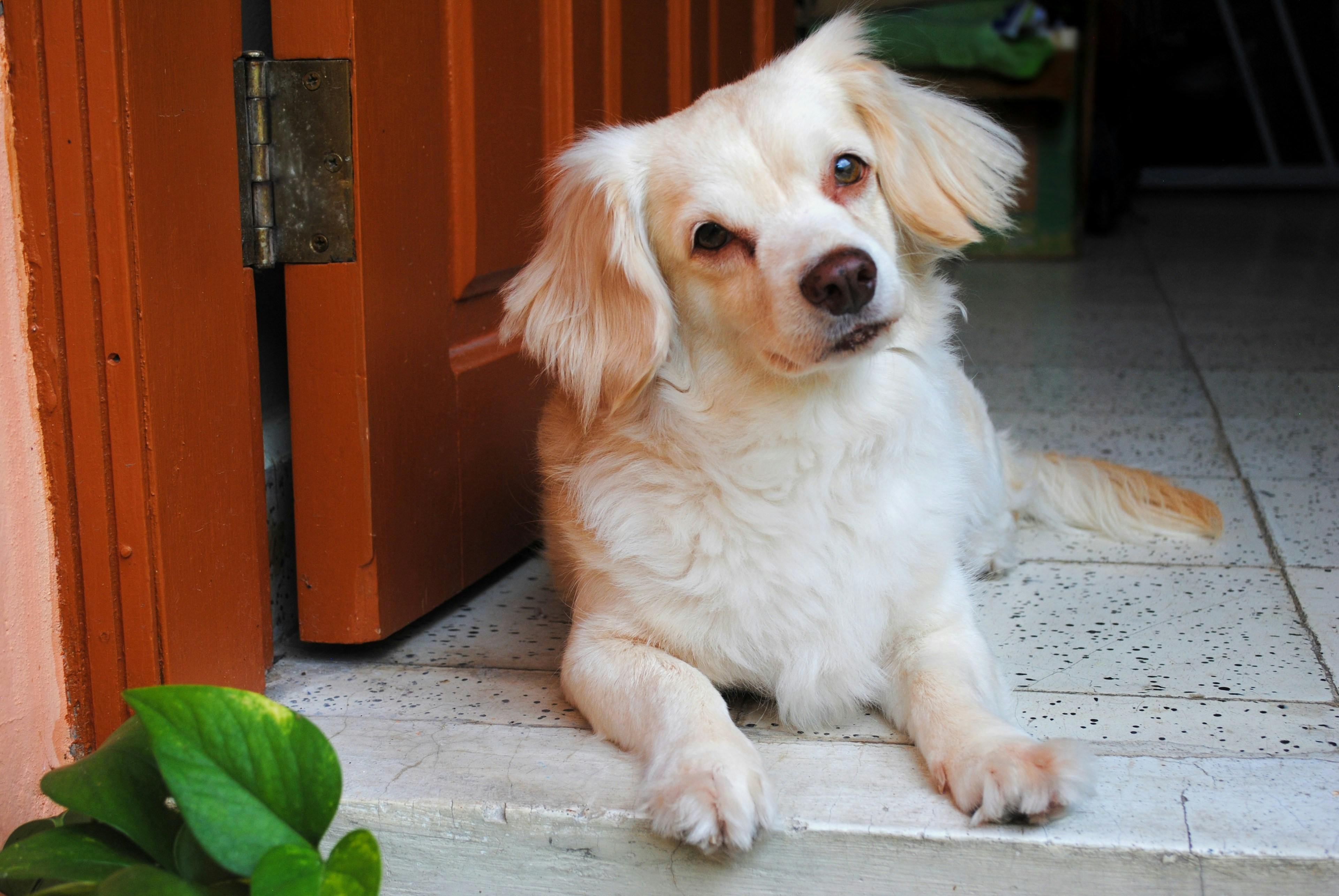white and brown short coated puppy