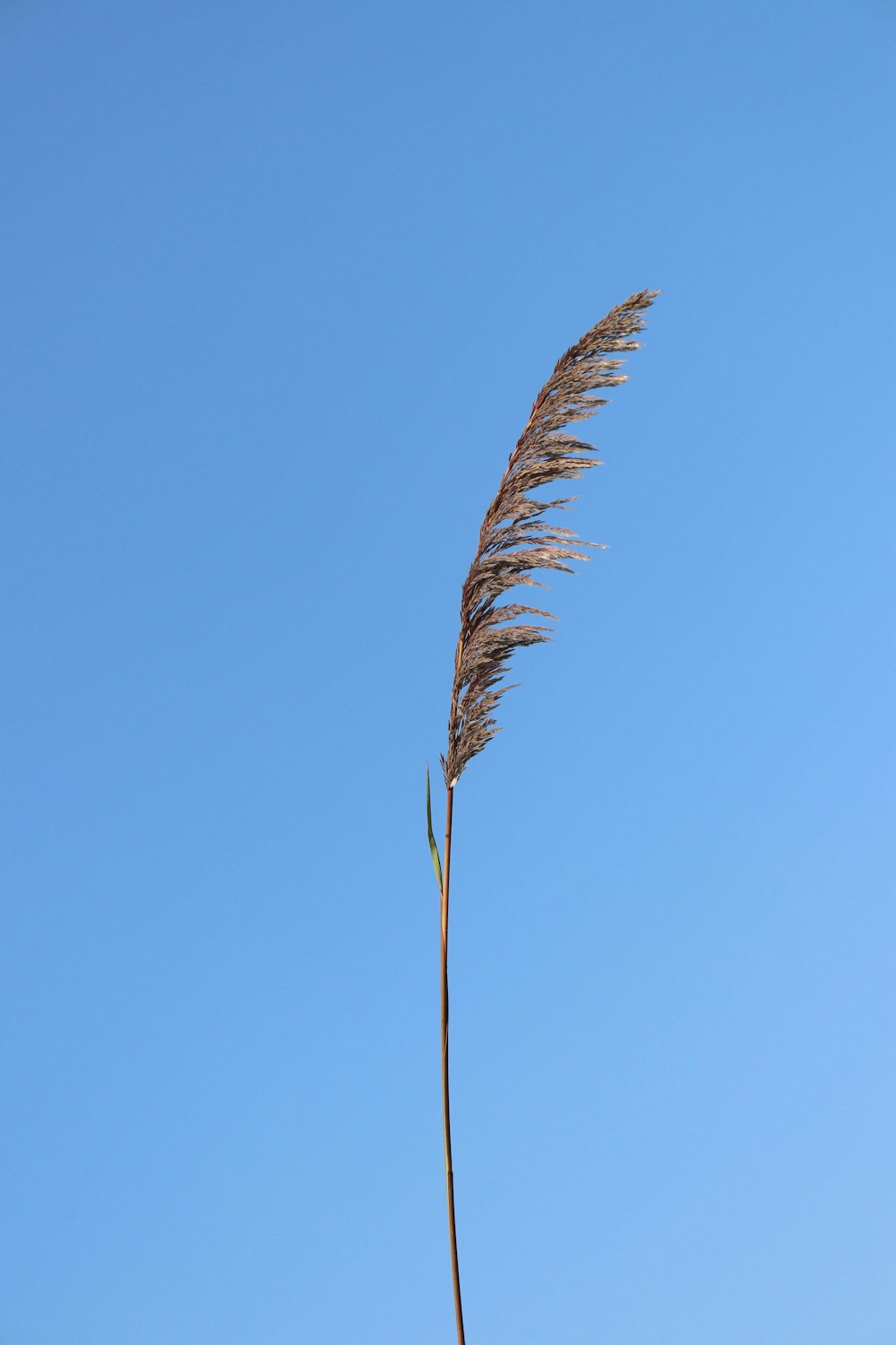 foglia marrone sotto il cielo blu durante il giorno