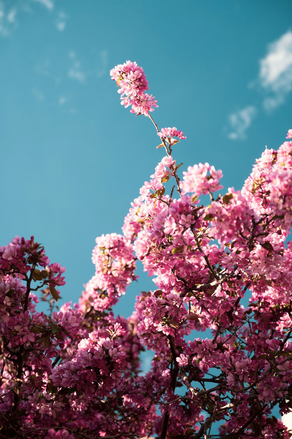 pink flowers under blue sky during daytime