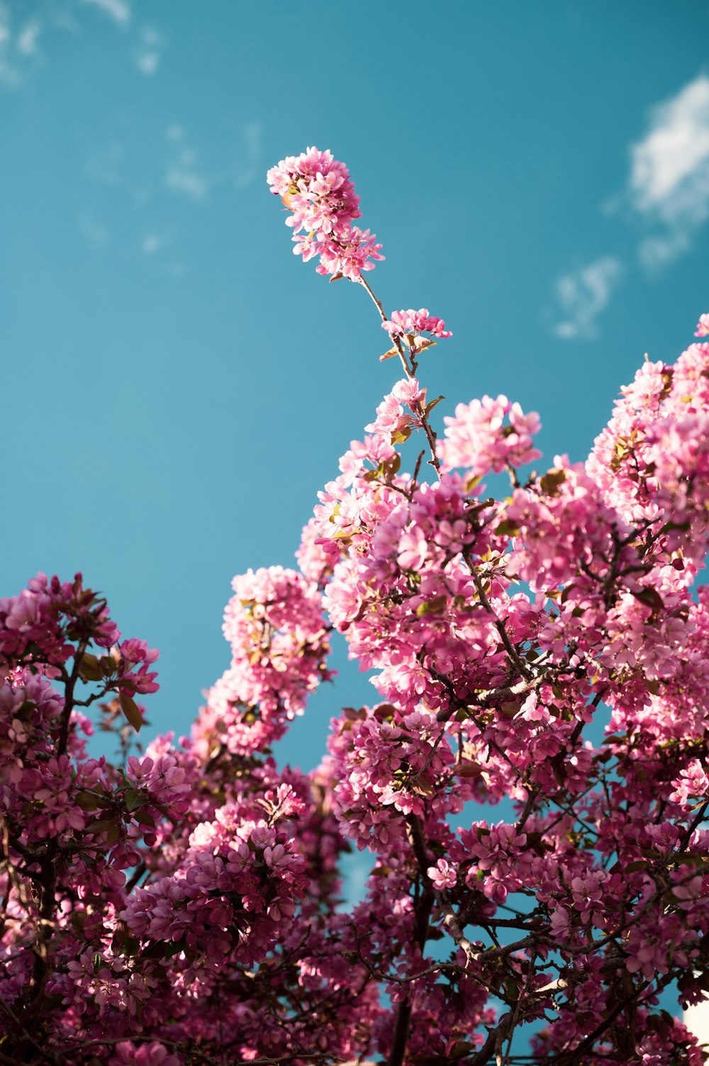 낮에는 푸른 하늘 아래 분홍색 꽃