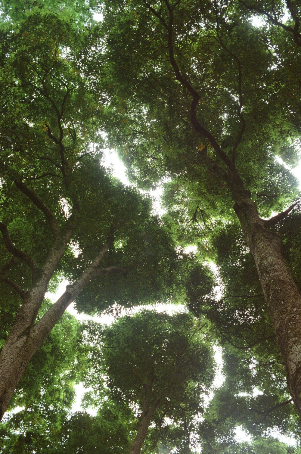 low angle photography of green trees during daytime