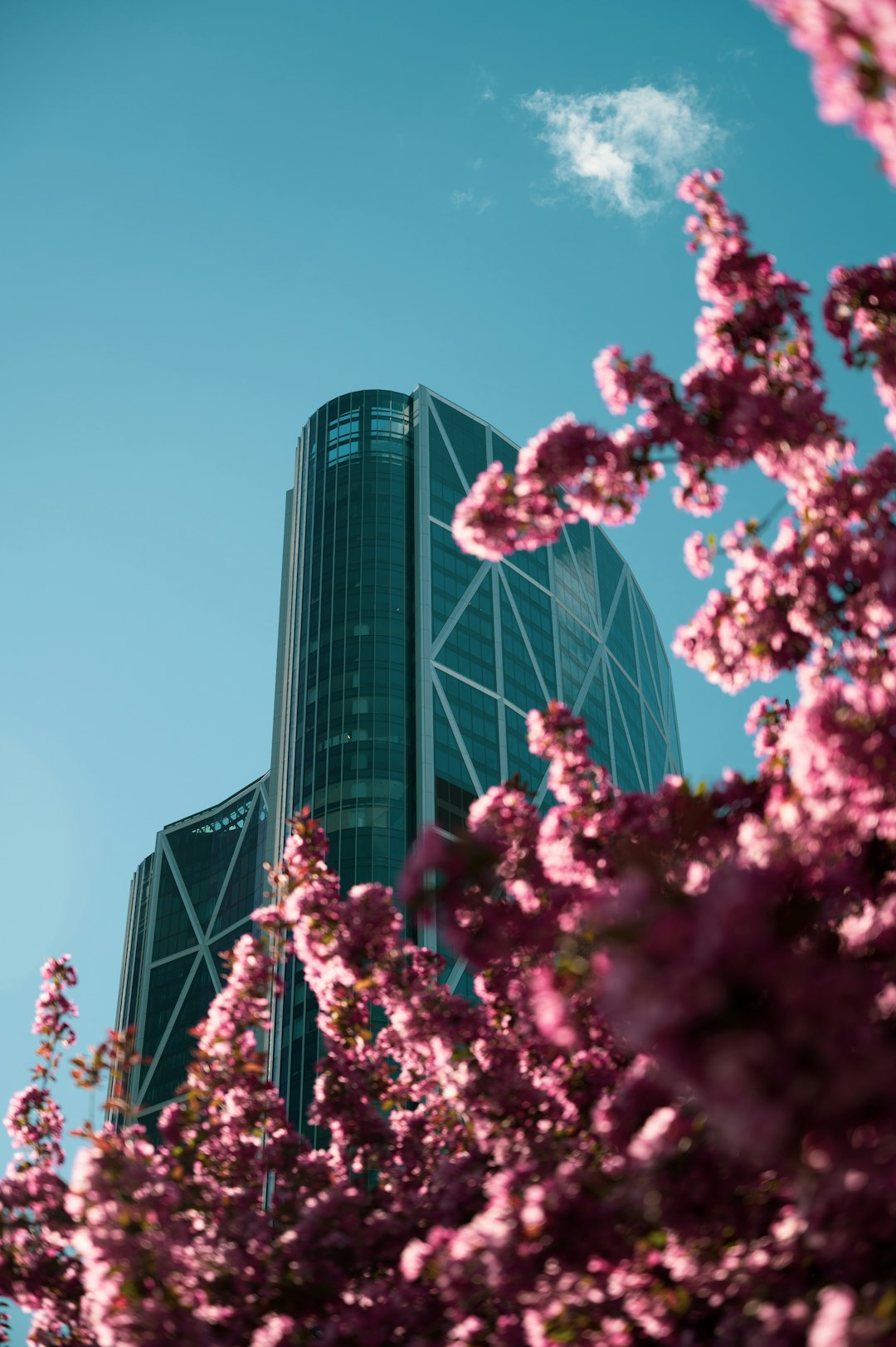 pink cherry blossom tree near high rise building