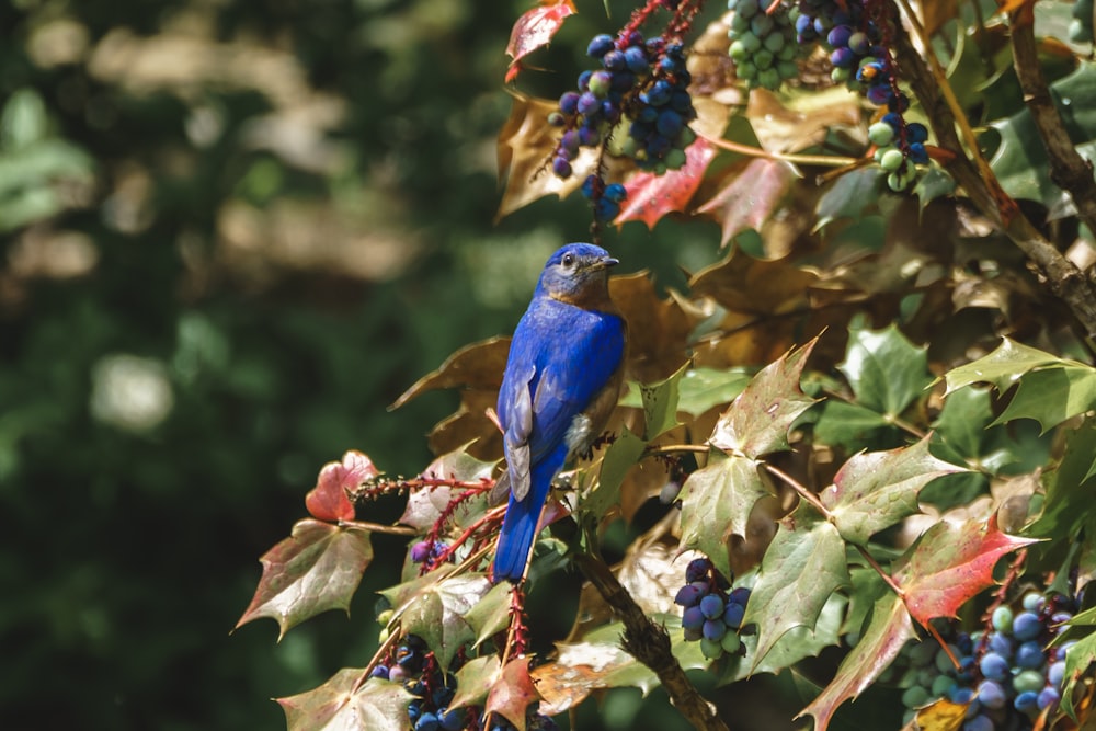 pájaro azul en la rama marrón del árbol durante el día