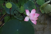 A delicate pink lotus flower is surrounded by large green leaves, one of which displays a seed pod with circular holes. The background consists of murky water and partially submerged lotus leaves, creating a serene and natural aquatic setting.