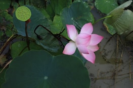 A delicate pink lotus flower is surrounded by large green leaves, one of which displays a seed pod with circular holes. The background consists of murky water and partially submerged lotus leaves, creating a serene and natural aquatic setting.