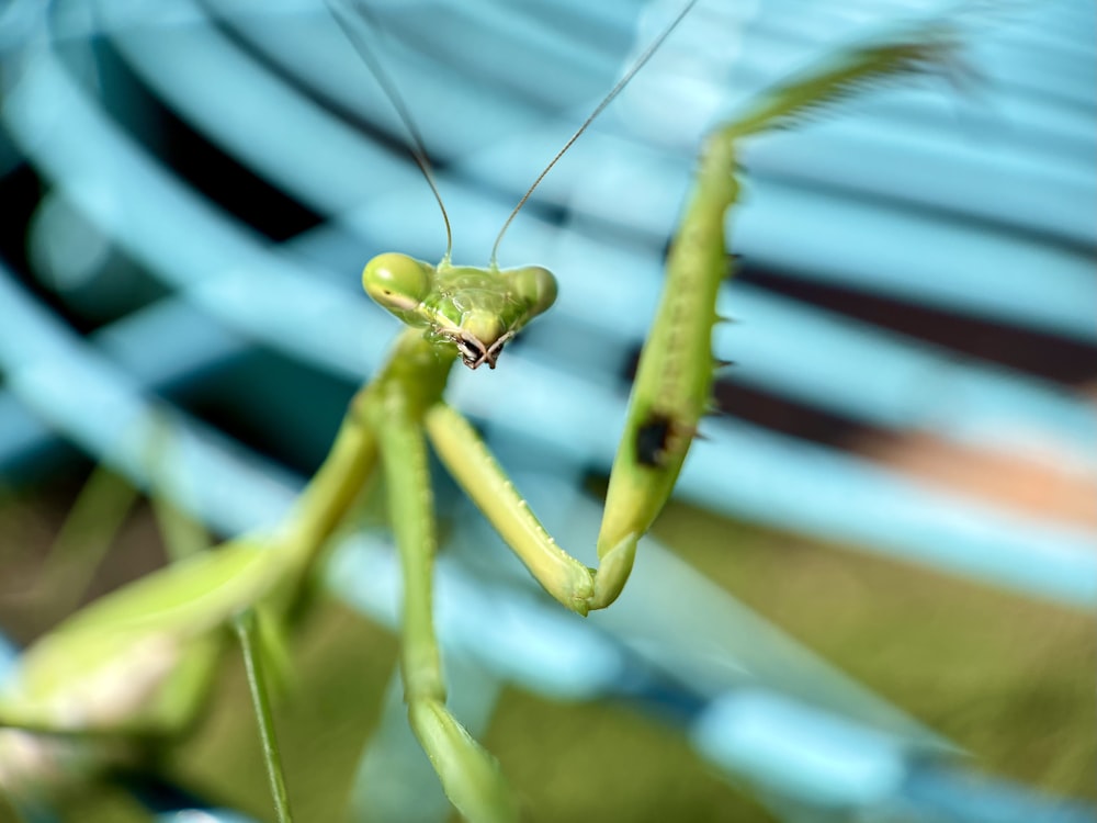 昼間のクローズアップ写真で緑の葉の上の緑のカマキリ