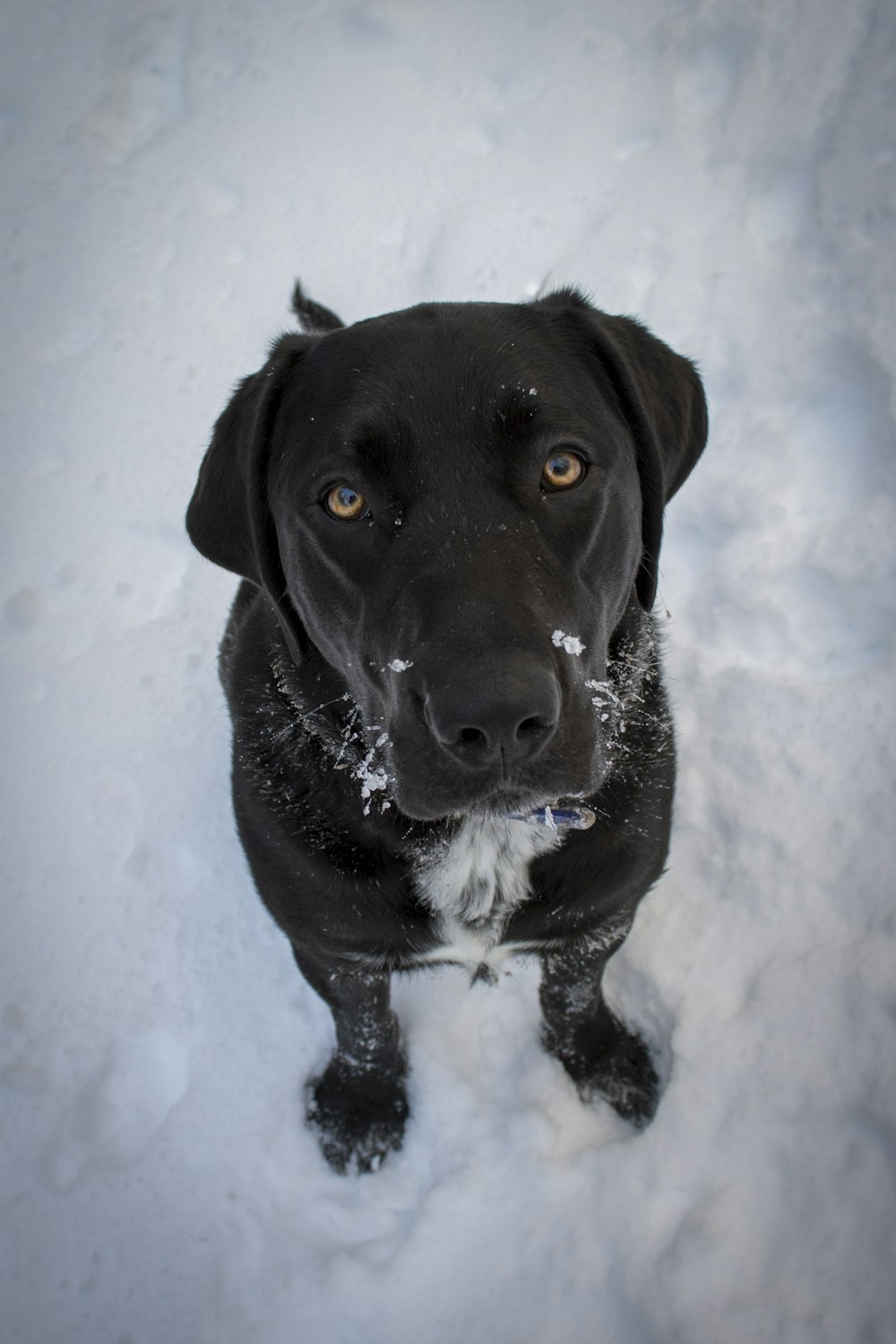 black labrador retriever on snow covered ground