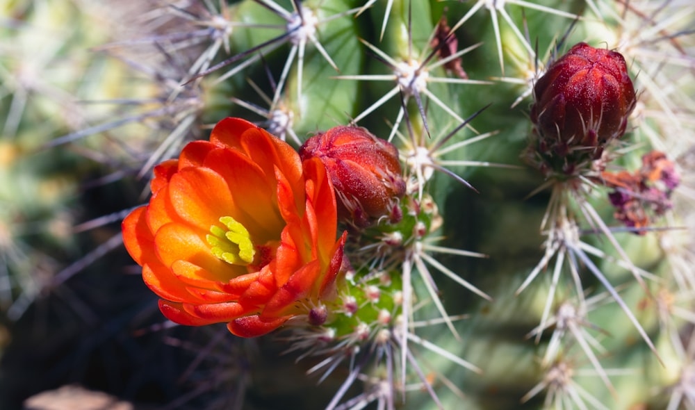 red and yellow flower in bloom during daytime