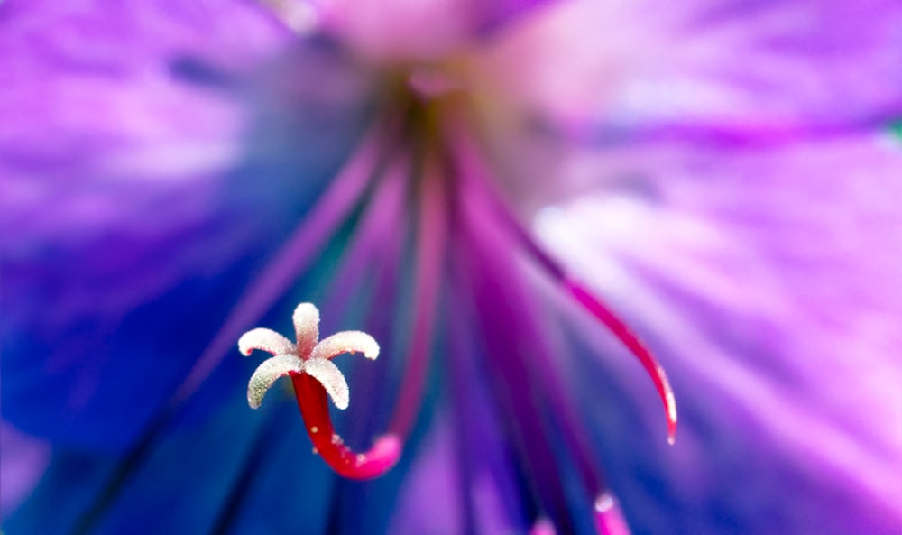 Lila und weiße Blume in der Makrofotografie