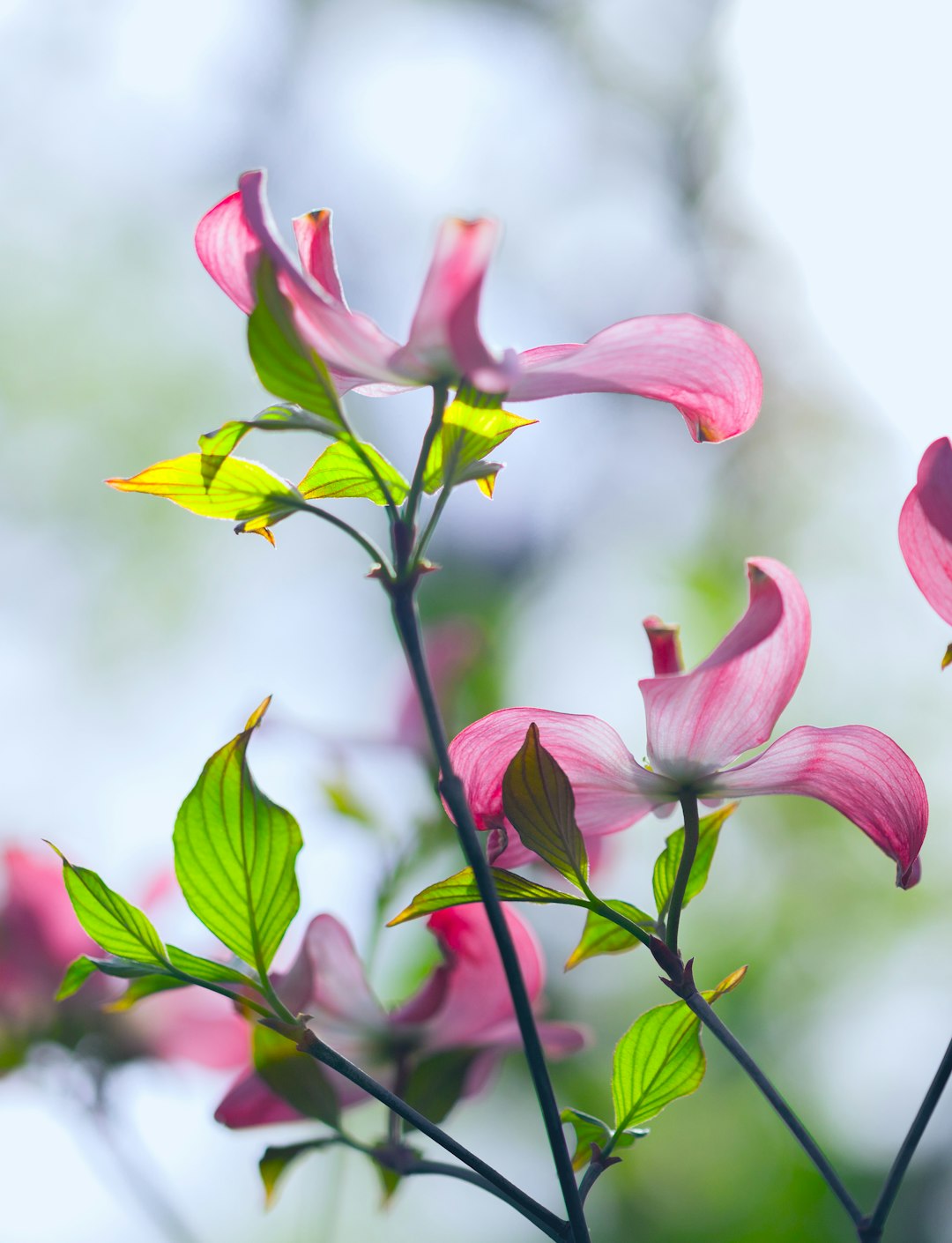 pink and yellow flower in tilt shift lens