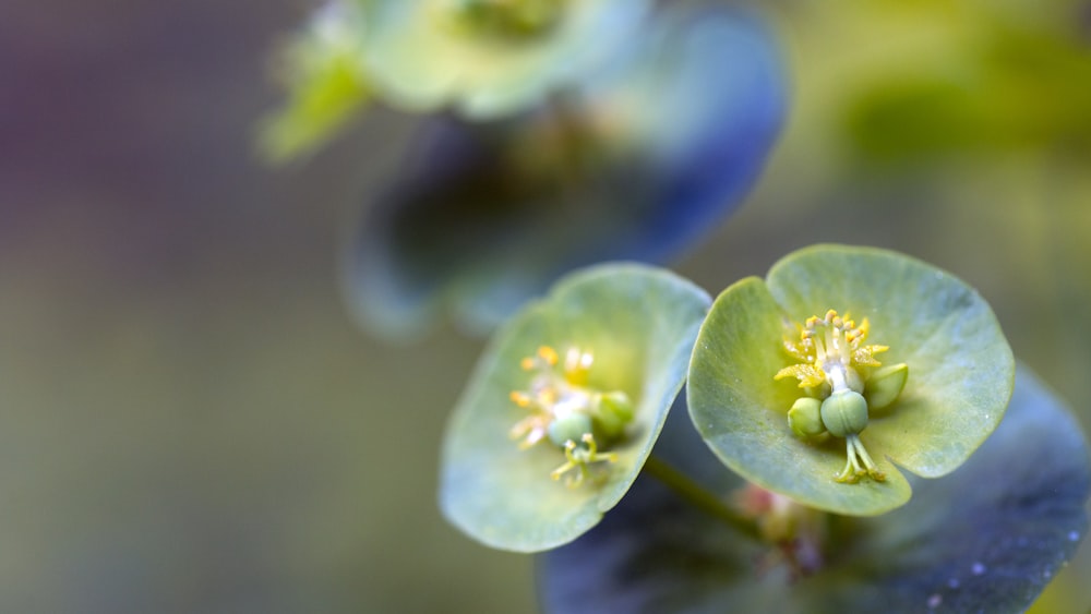 green and blue flower in macro lens