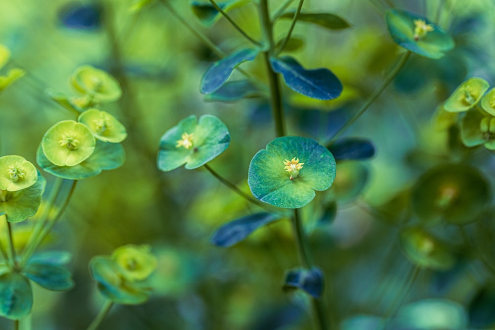 blue flower in tilt shift lens