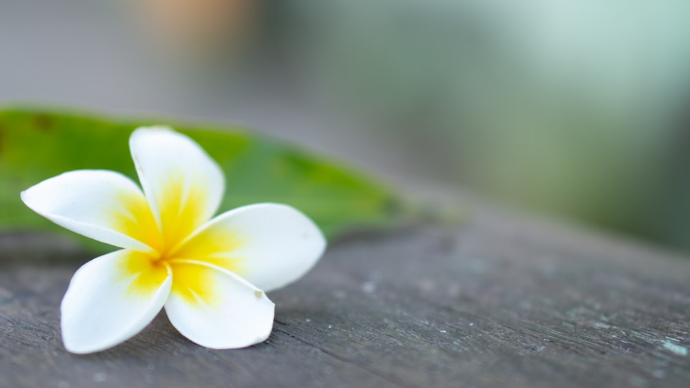 flor blanca y amarilla sobre mesa de madera negra