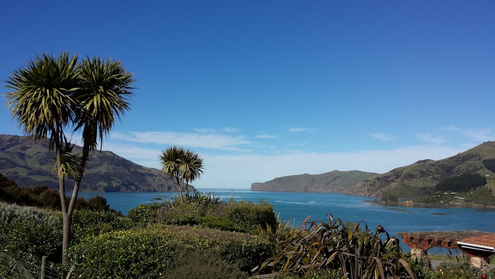 green palm tree near body of water during daytime