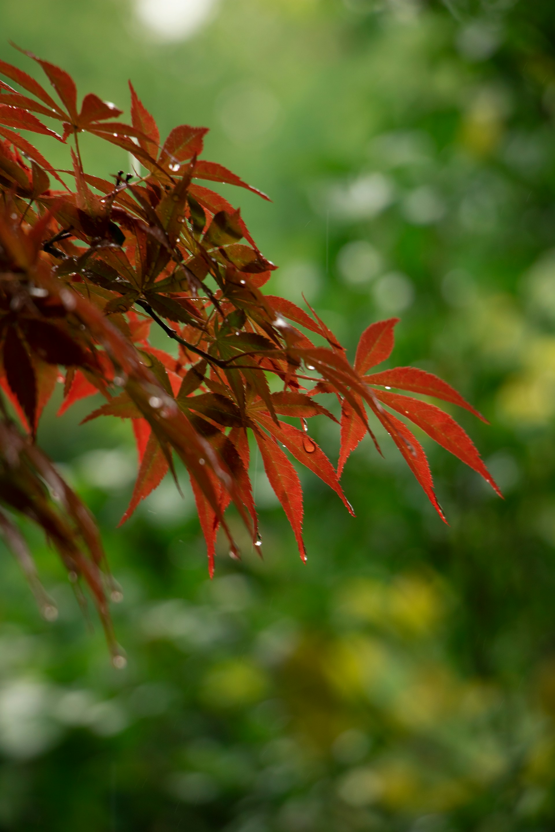red leaves in tilt shift lens