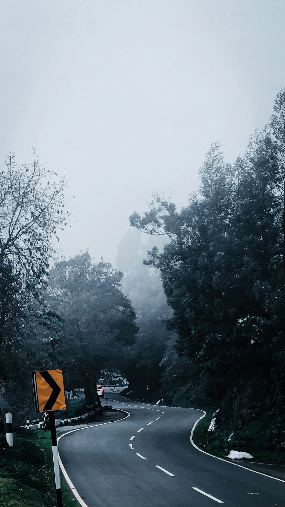 green trees covered with fog