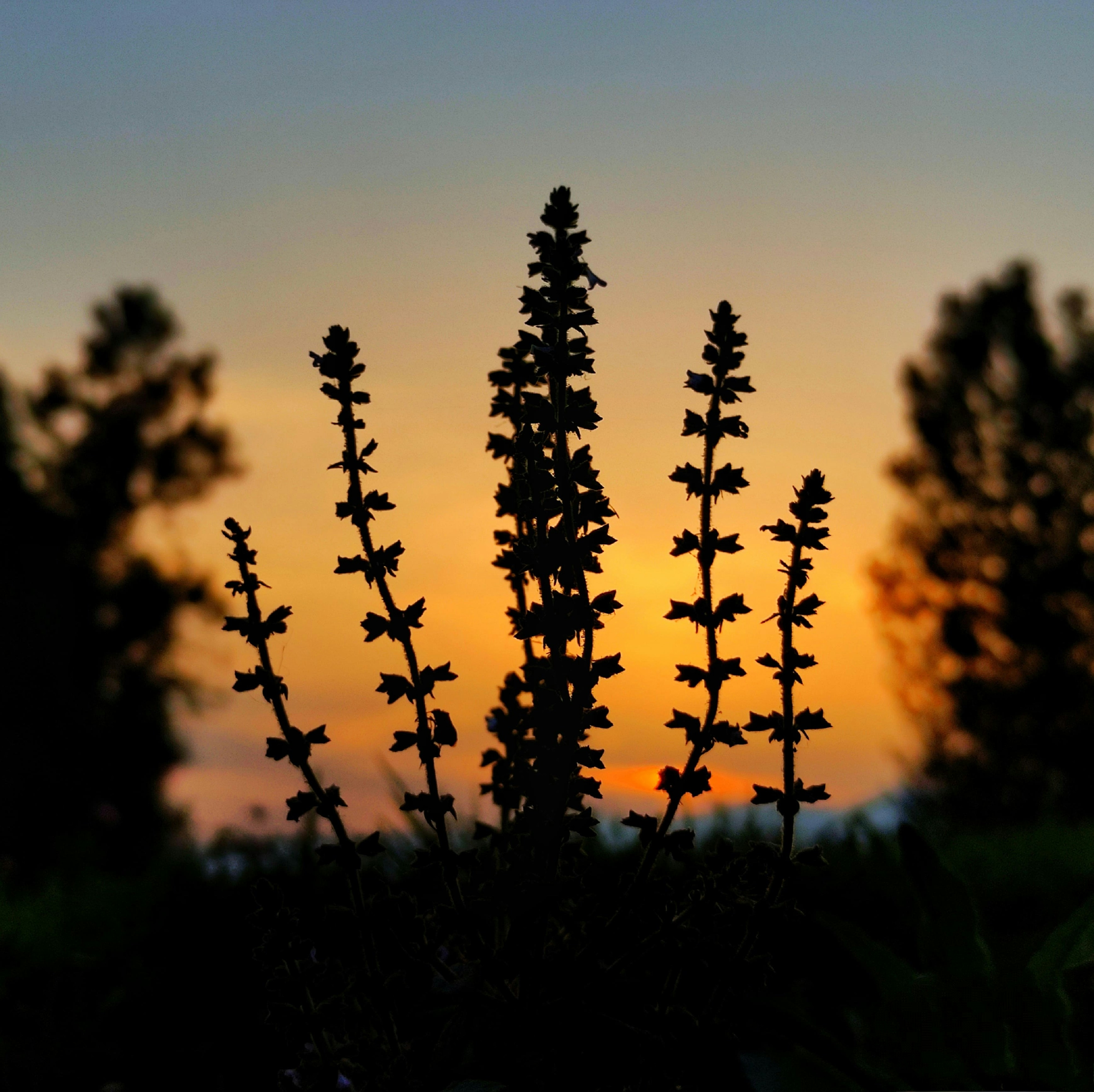 Photo by amanchauhan09