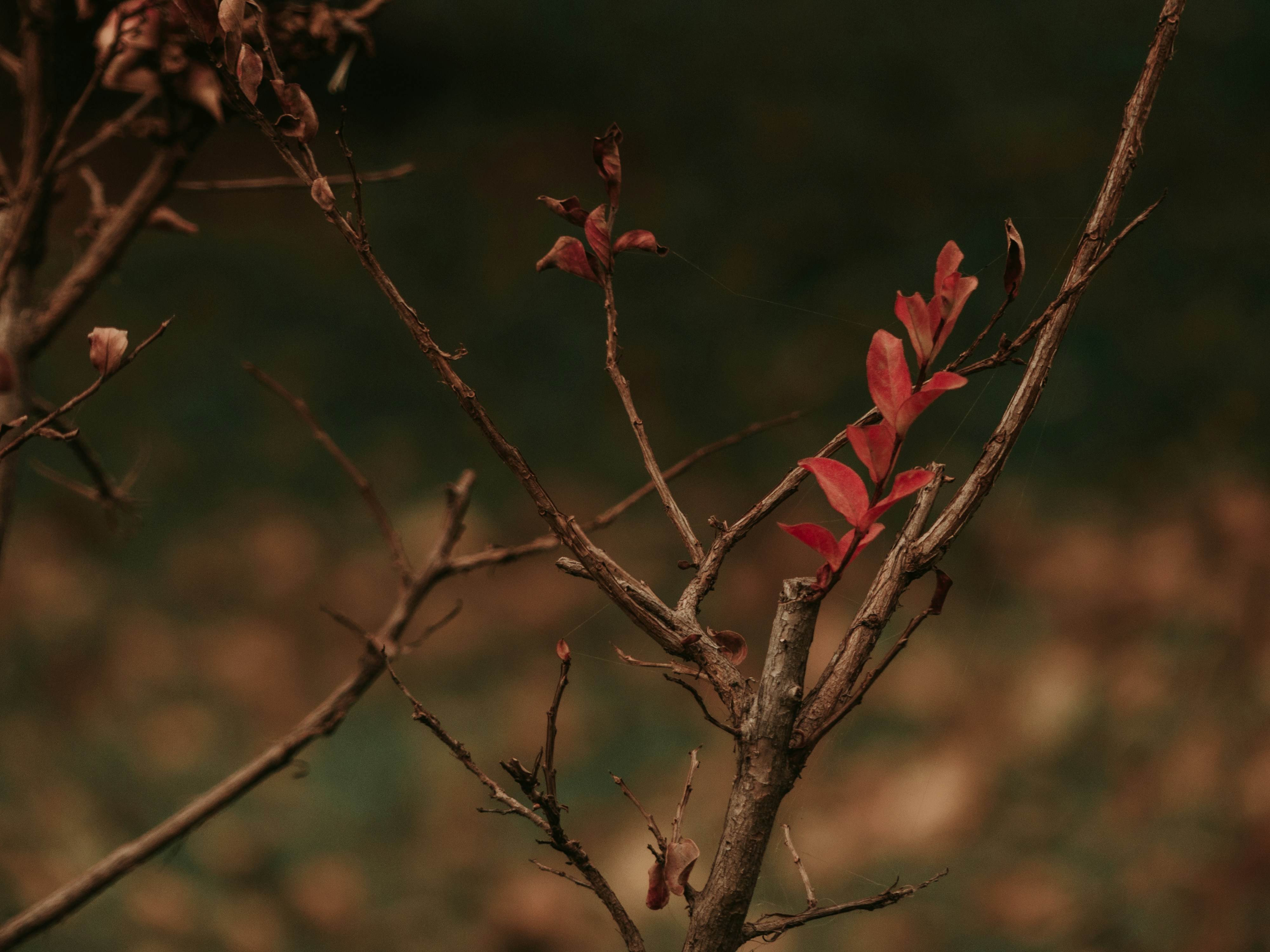 茶色の木の枝に赤い花の写真 Unsplashで見つける秋の無料写真