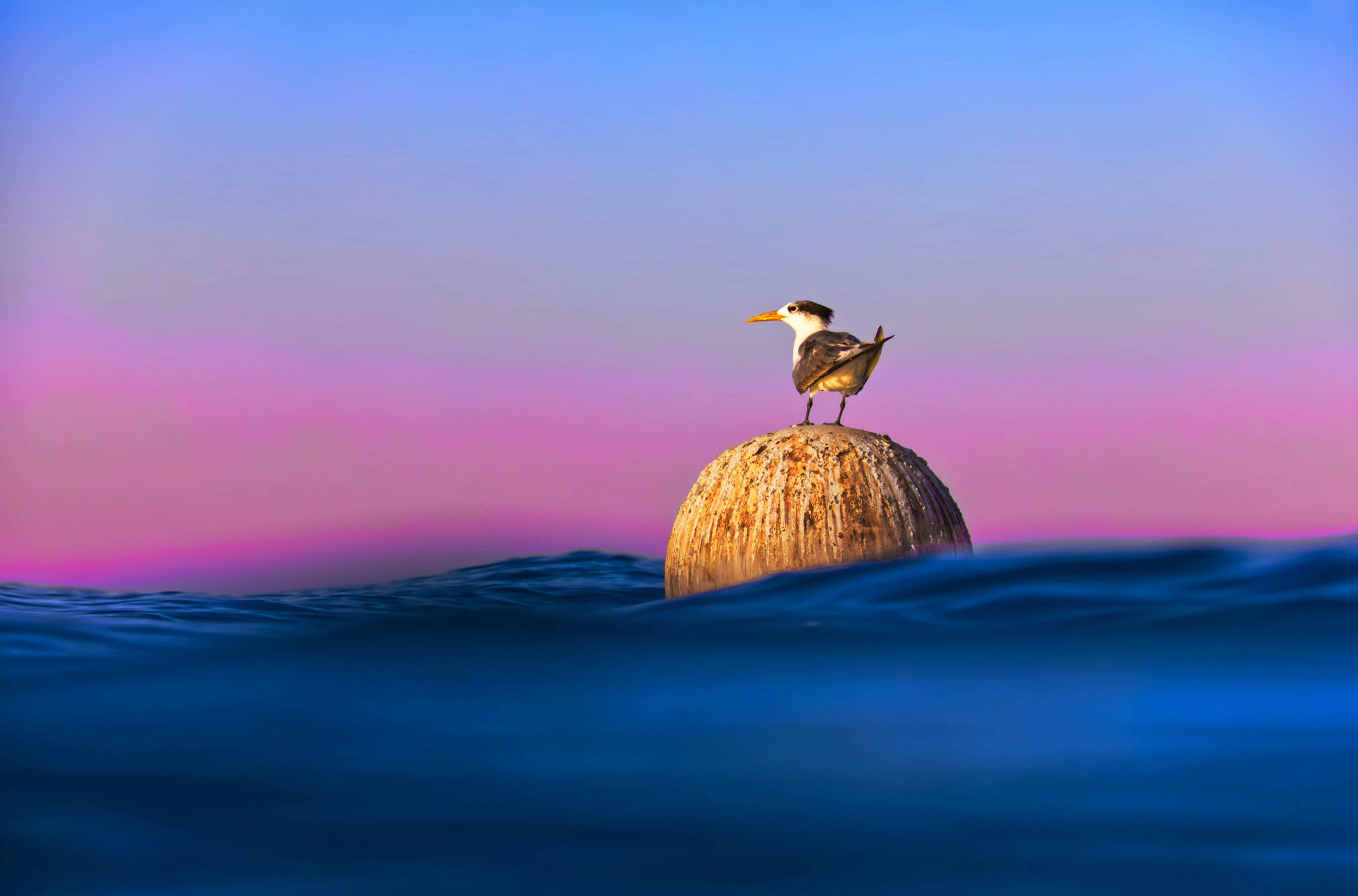 white and black bird on brown rock