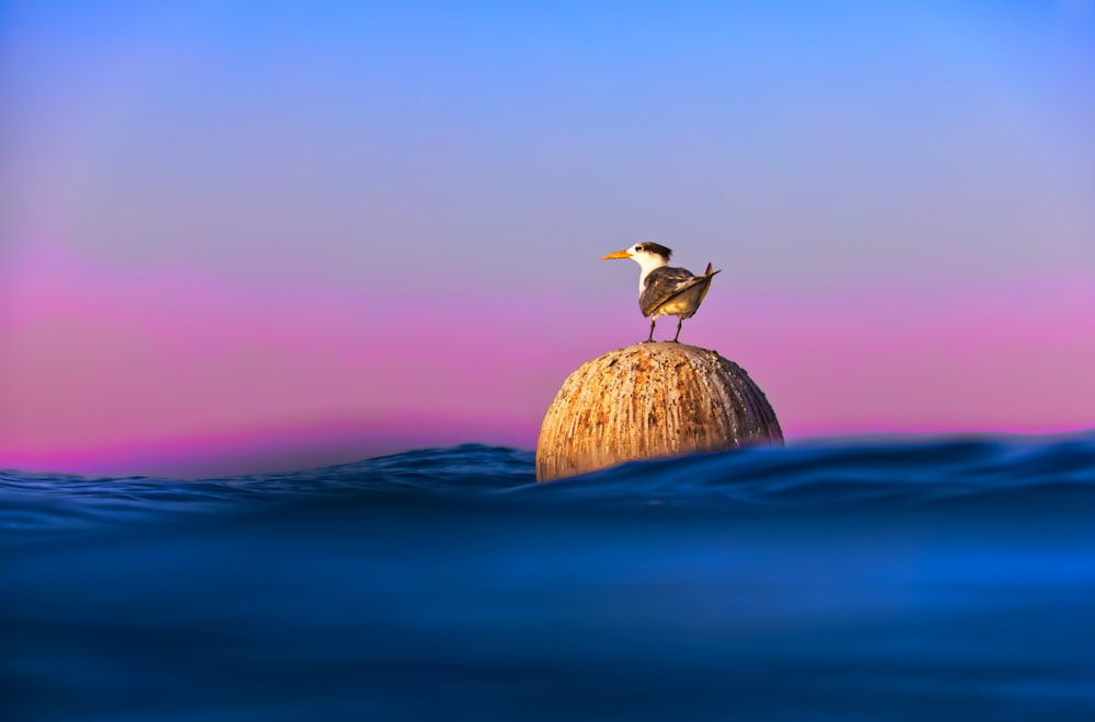 white and black bird on brown rock