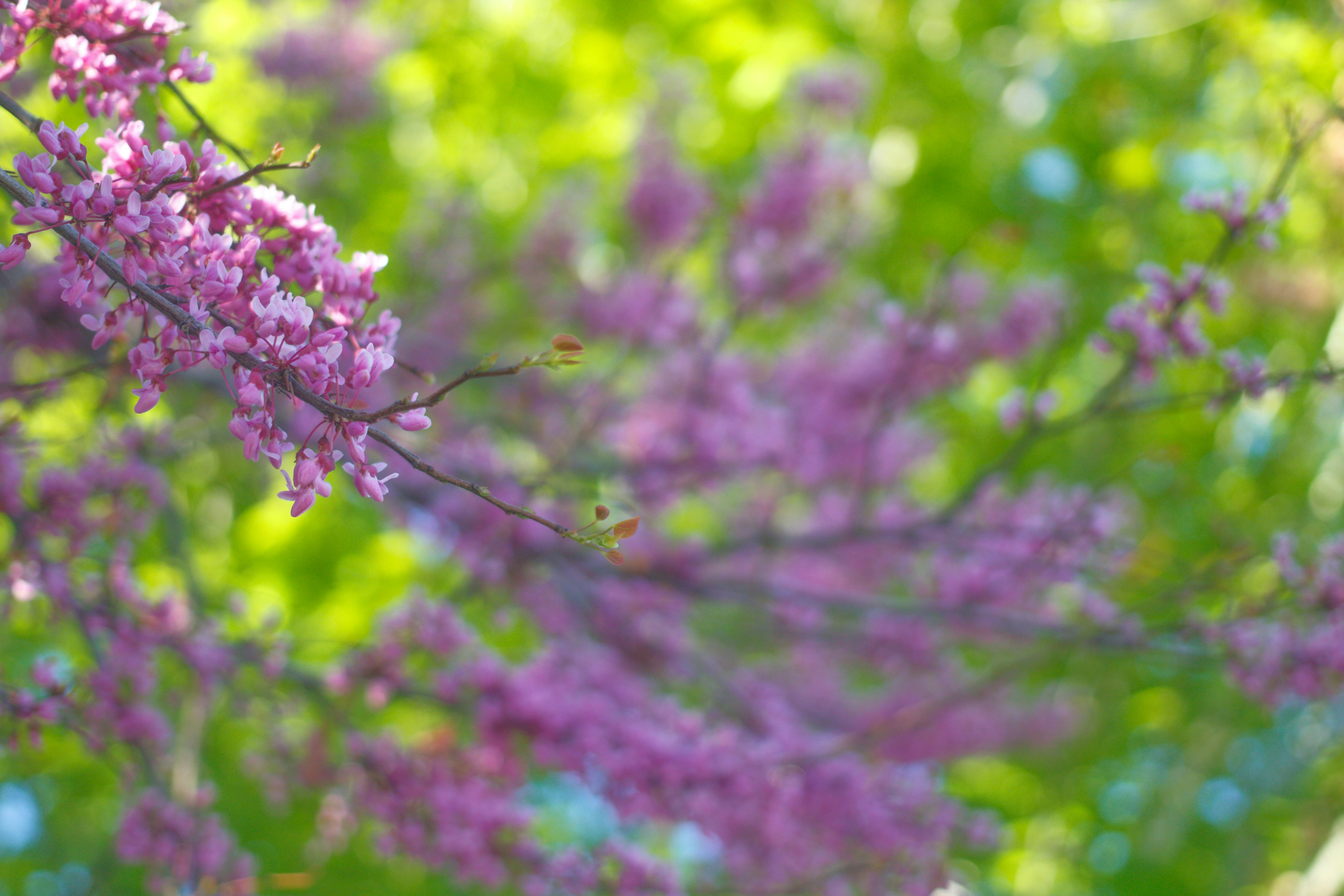 Photo by joshua_hoehne