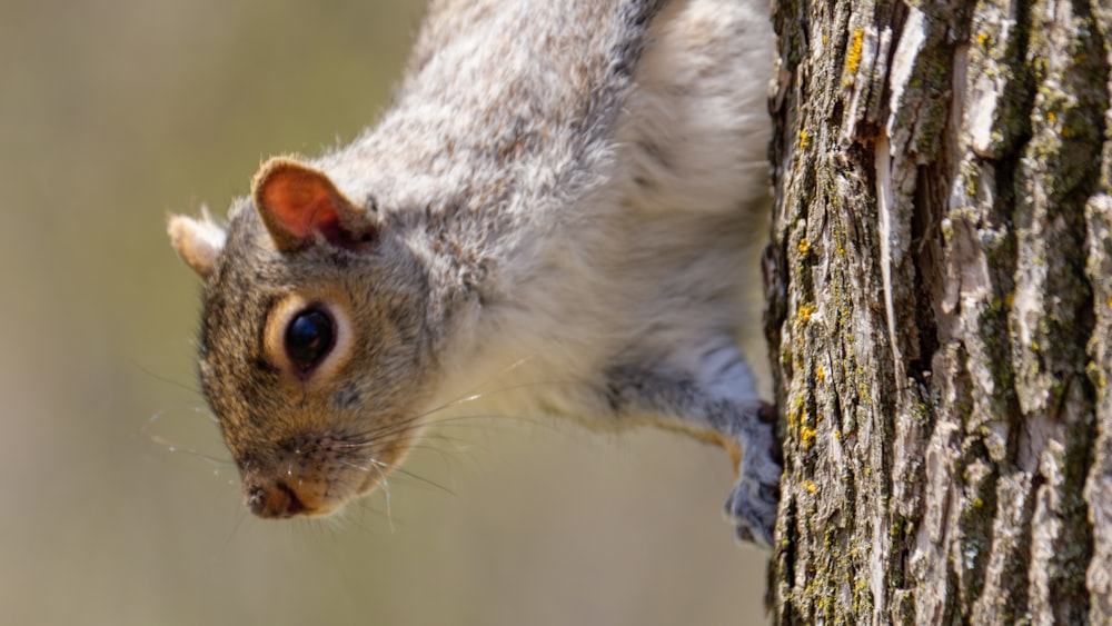 gray squirrel on brown tree branch during daytime